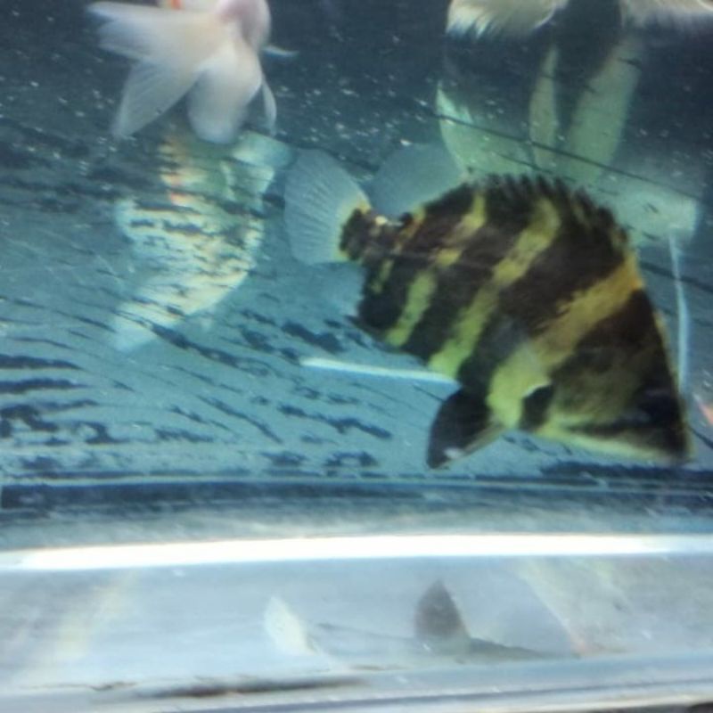 Datz NGT Berkualitas