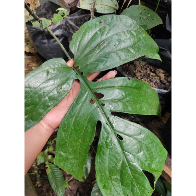 Amydrium / Amydrium hijau