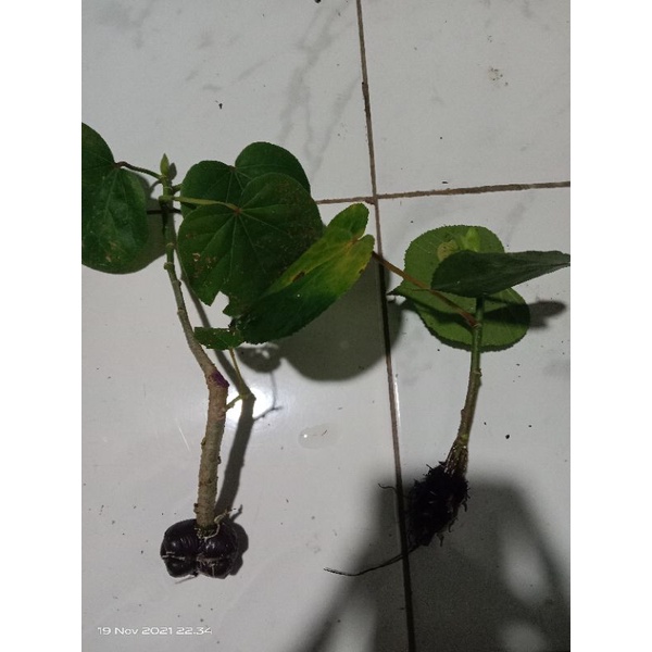 paket 2 cangkok waru india + bonus stek w india