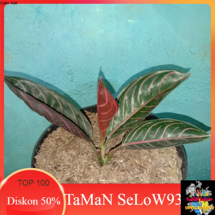 Tanaman Hias Aglaonema Red Sumatra | Aglaonema Red Sumatra