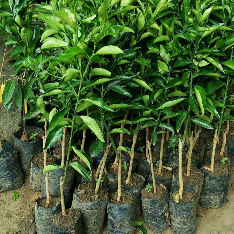 bibit tanaman jeruk peras