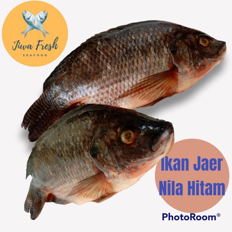 

ikan mujair segar