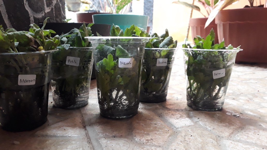 Tanaman Hias Bibit Bunga Krisan Paket 65 Pcs