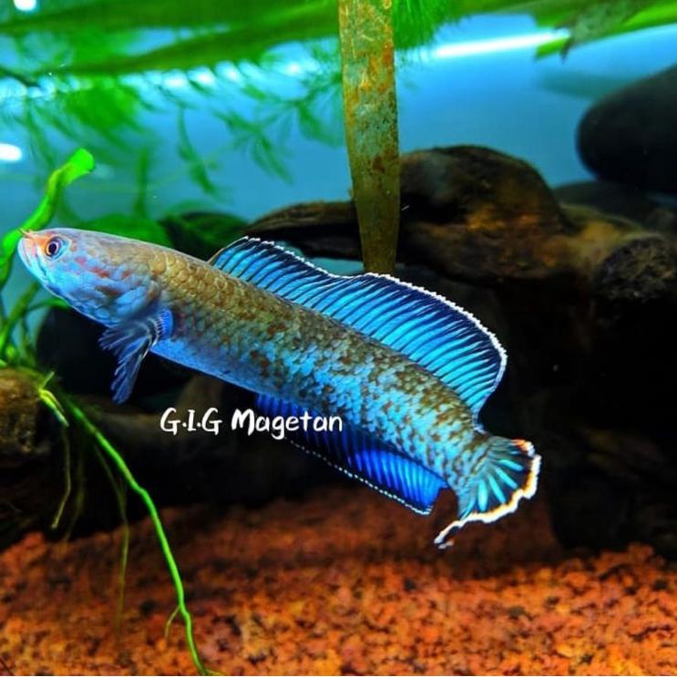 Channa Andrao Gondrong (FREE PACKING STEROFOAM) [KKY.26Au22т]