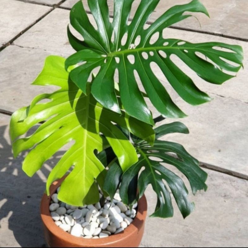 Tanaman hias monstera king - monstera king