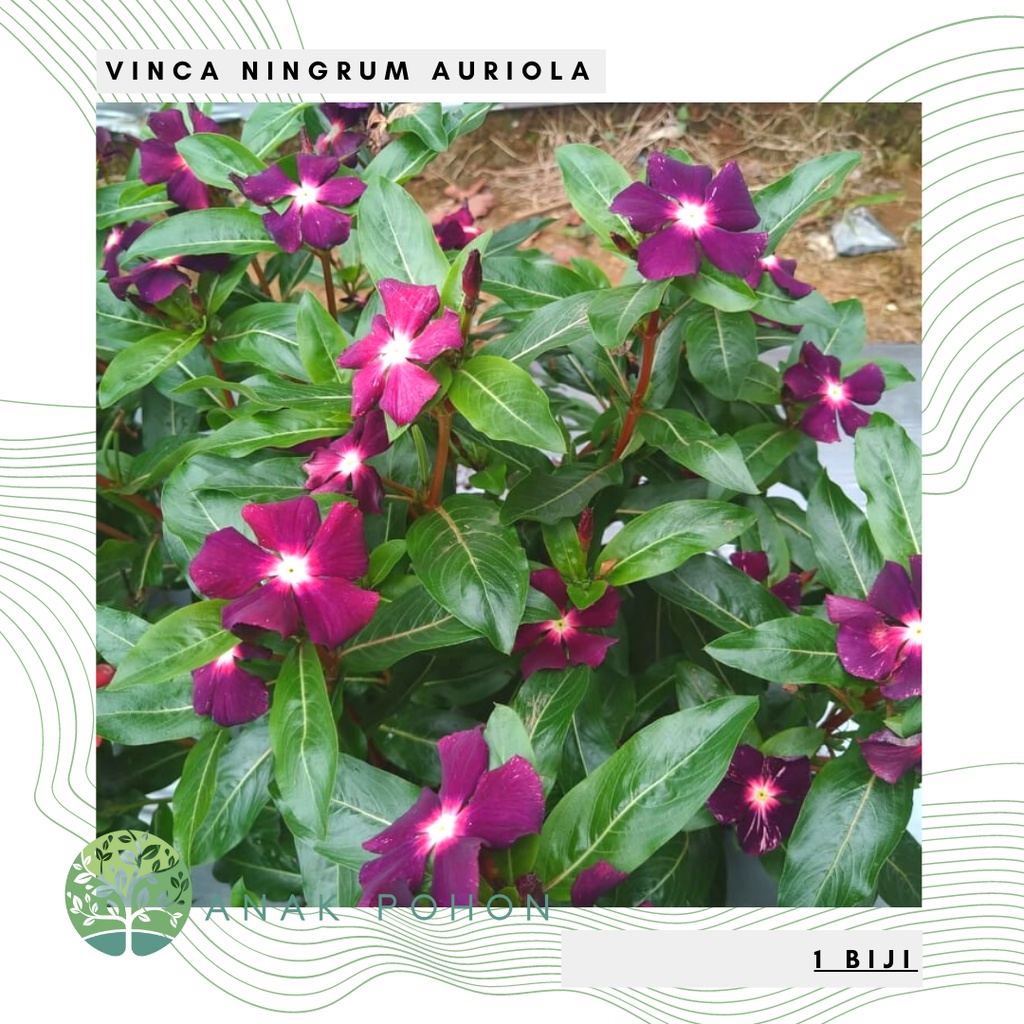 Benih Bibit Biji - Bunga Vinca Sultan Ningrum Auriola Rare Jenis Langka Flower Seeds - FRESH SEEDS