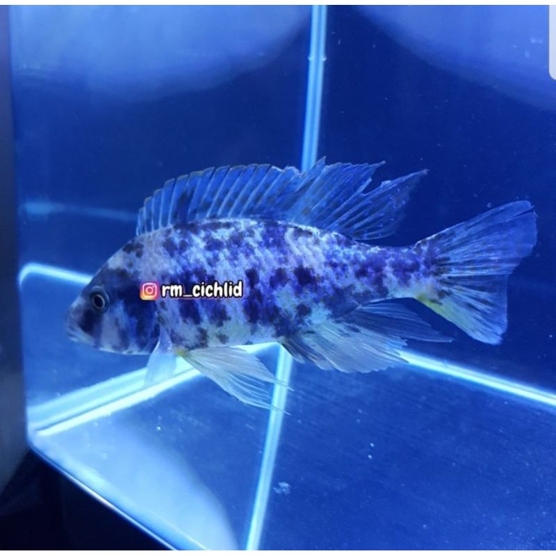 Ikan cichlid OB Peacock X jendral 12cm (RARE)