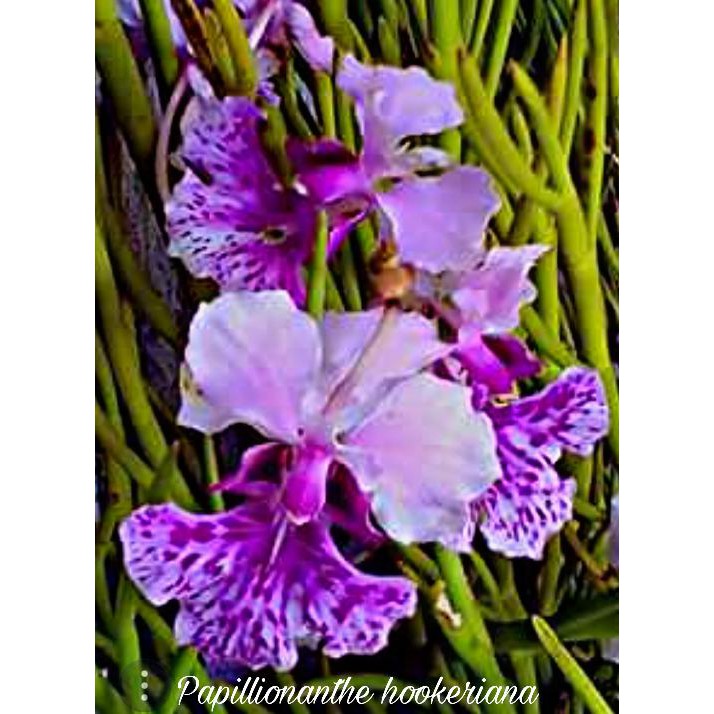 

Produk Terbaru Papillionanthe Hookeriana / Anggrek Pensil (Dewasa)