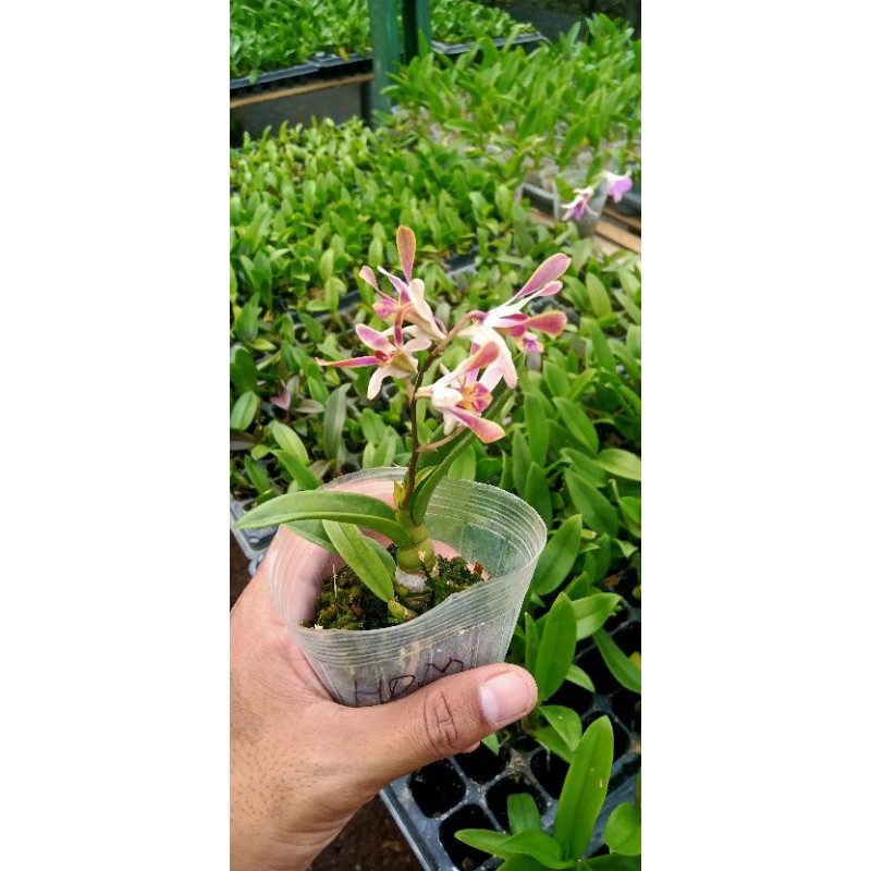 dendrobium mini, dendro mini. BELUM BERBUNGA