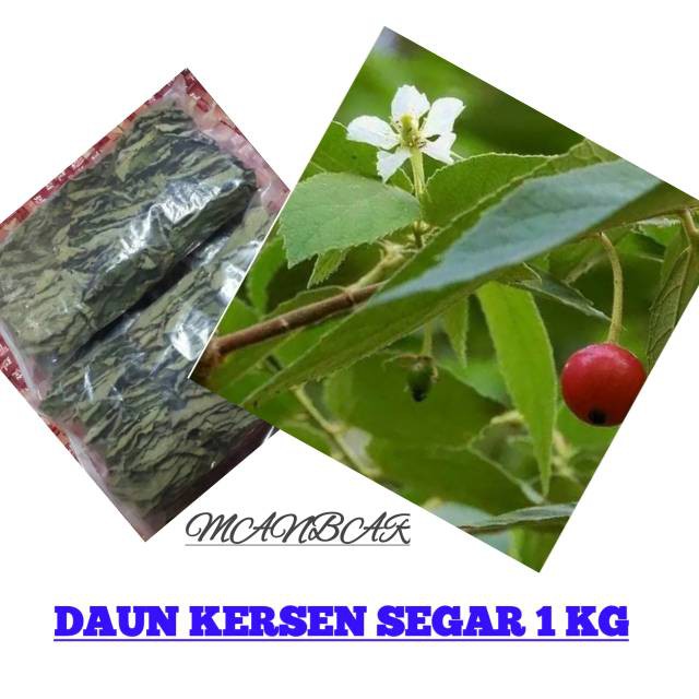 

MANBAR- Daun kersen segar 1 kg fress