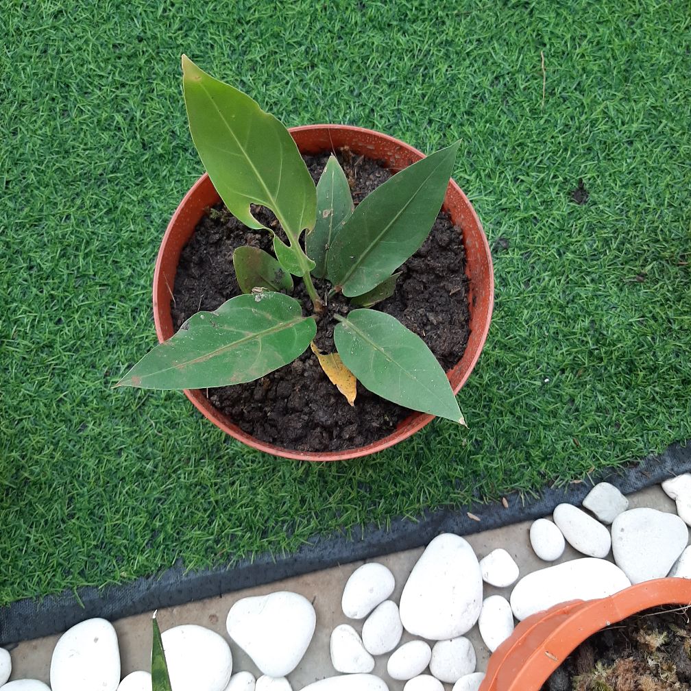 Tanaman Hias Antorium Gelombang Cinta/bibit Tanamn Antorium