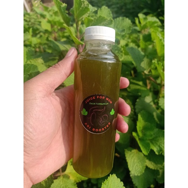 

Juice For Mom" Jus Olahan dari daun Bangun-Bangun + Jeruk Lemon