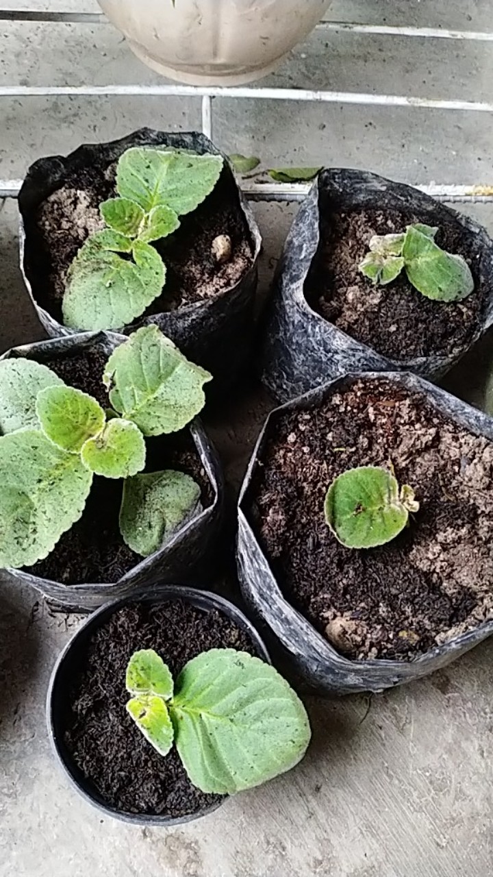 Tanaman Hias - Bunga Gloxinia - Warna Random