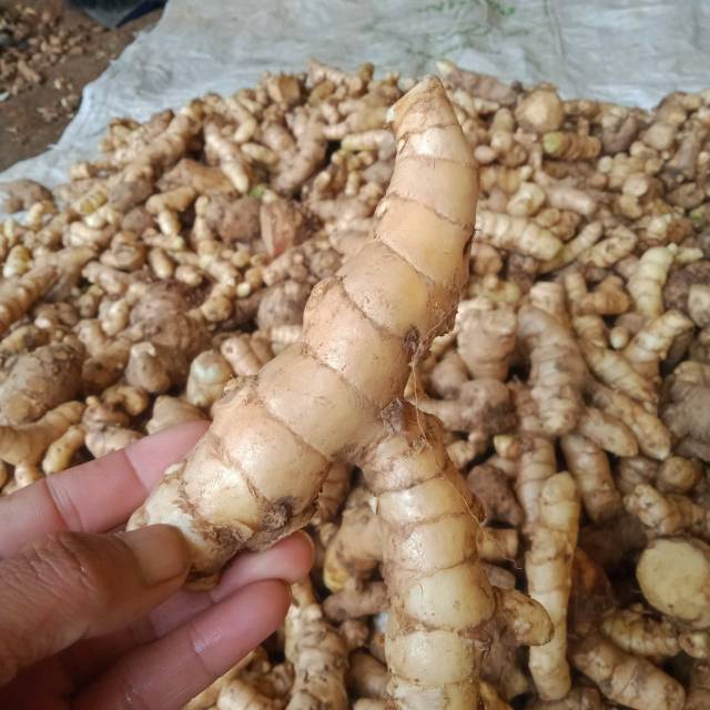 

Temu putih curcuma zedoaria segar