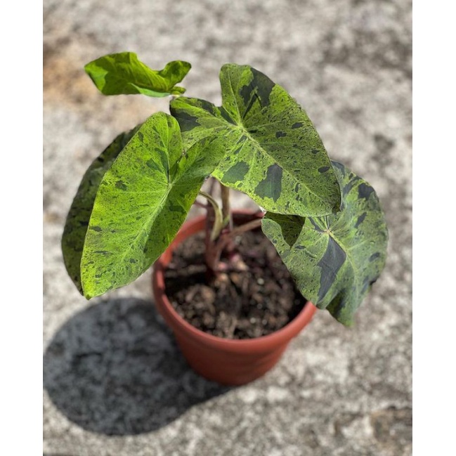 colocasia Thai mojito barang bagus, original dan bergaransi resmi 5 pcs barang langka dan terlarisss