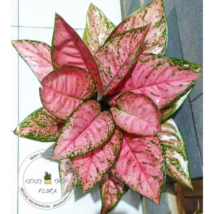 Tanaman Hias Aglonema Ruby Super Pink - Aglonema Ruby Pink - Bunga Aglonema