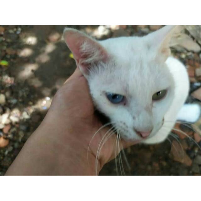 Dijual Kucing Kampung Langka Odd Eyes  Shopee Indonesia