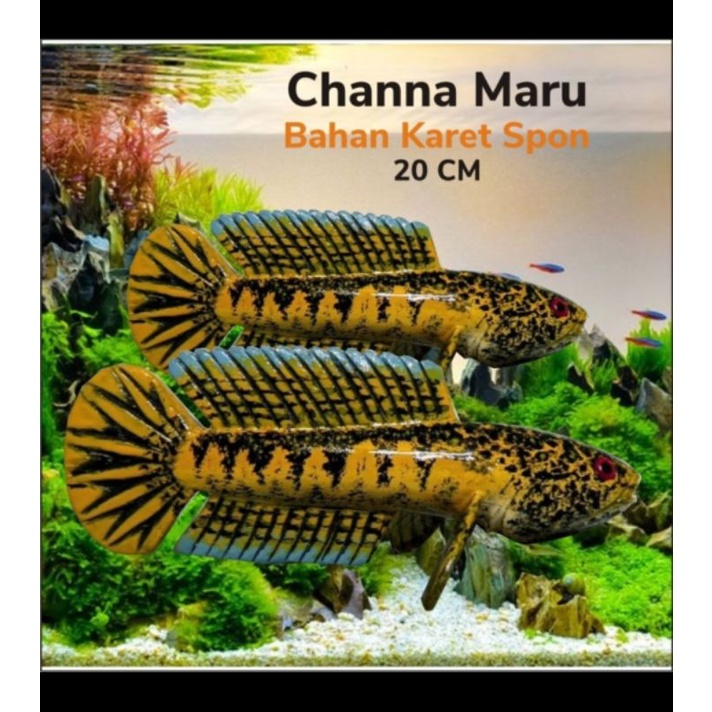 PATUNG channa auranti red blue yellow wayang chana flaring predator mangap galak