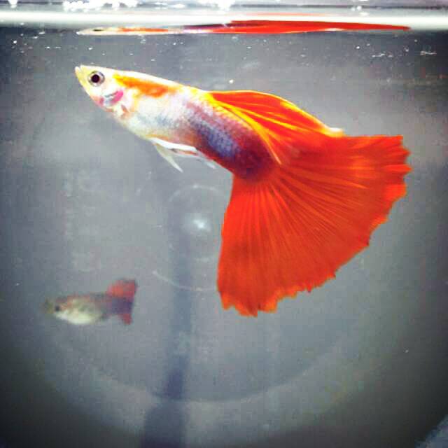 

GUPPY HB RED | IKAN GUPPY | GUPPY MURAH