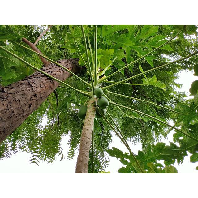 

Daun Pepaya Segar 1 ikat