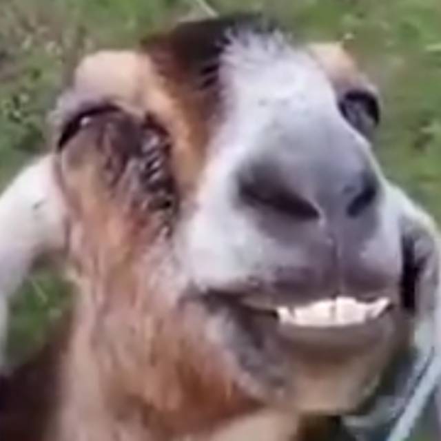 deaiteite