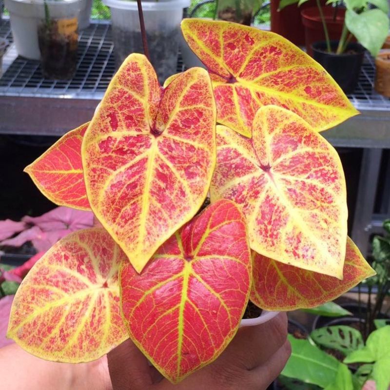 Caladium New Wave anakan / Keladi New Wave bibit murah berkualitas