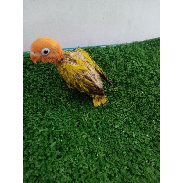Lolohan Burung /Anakan Burung Biola Euwing