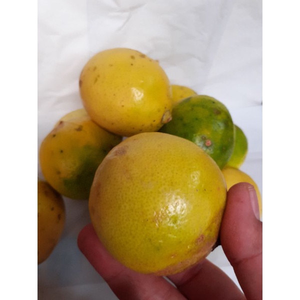 

Buah Jeruk Lemon Lokal 1000gram