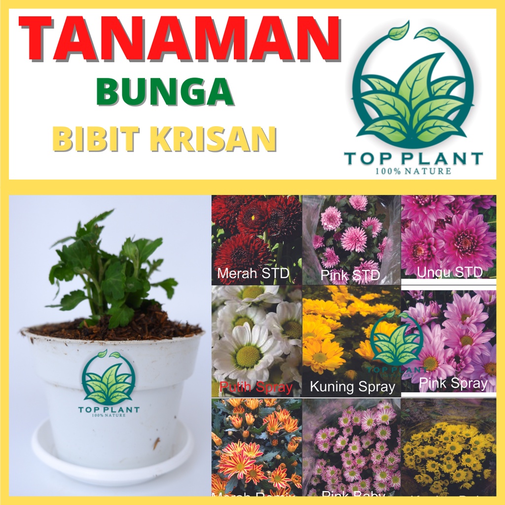 Bibit Krisan Benih Aster Paket 10 Batang (Chrysanthemum) - Bibit ukuran 10 cm -belum berbunga