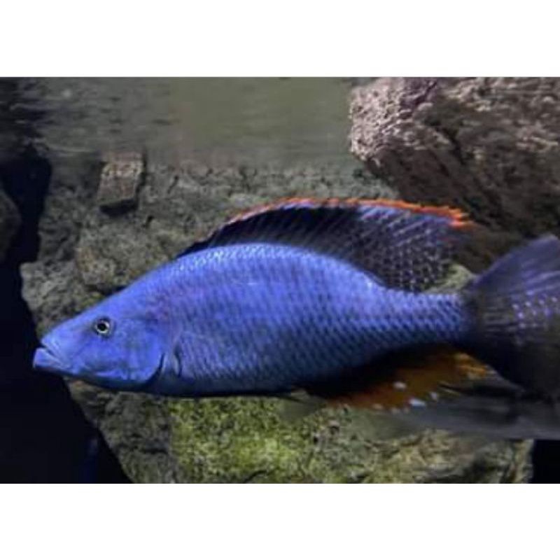 Ikan Cichlid Afrika Jendral / Dimidiochromis Compressiceps HAP uk 5cm