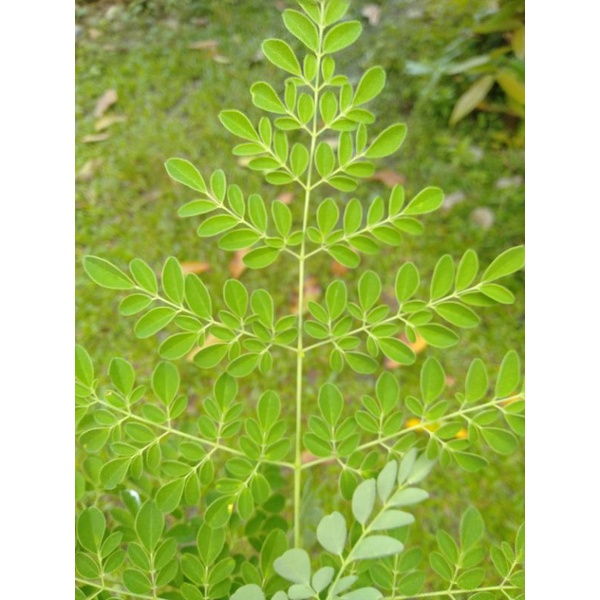 

Daun kelor