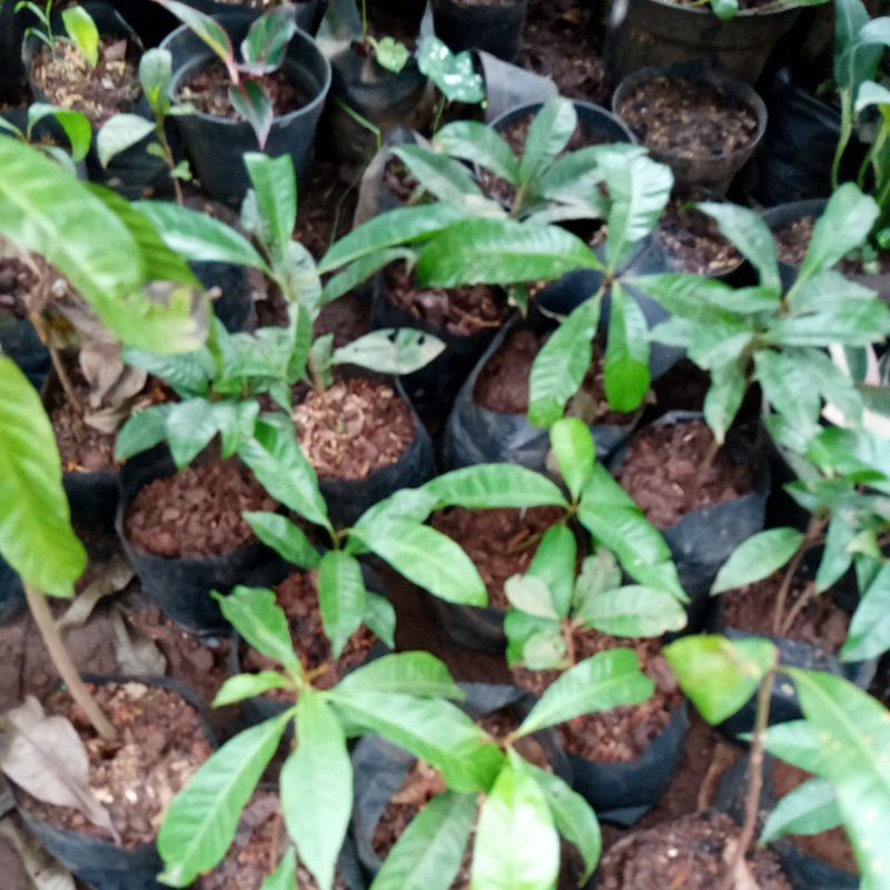 pohon alkesa bibit