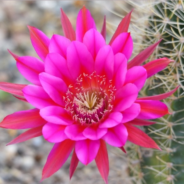 Echinopsis tubiflora/Kaktus Ownroot murah/Kaktus