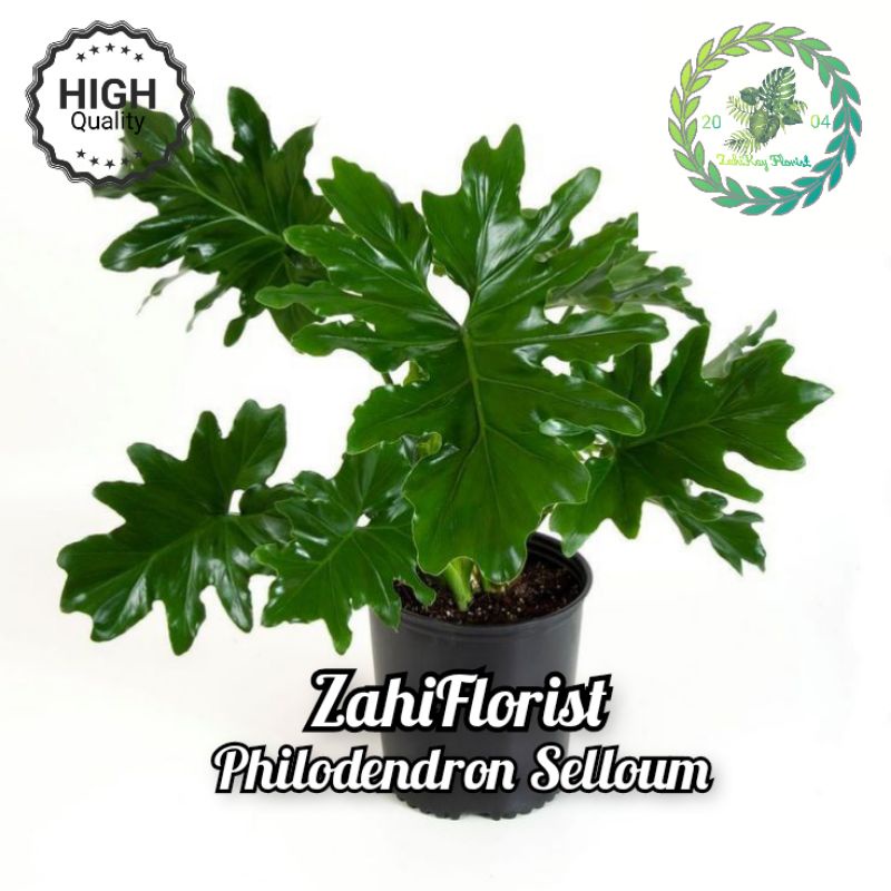 Jual Tanaman Hias Philodendron Selloum Tanaman Hias Philodendron Tanaman Hias Murah Shopee