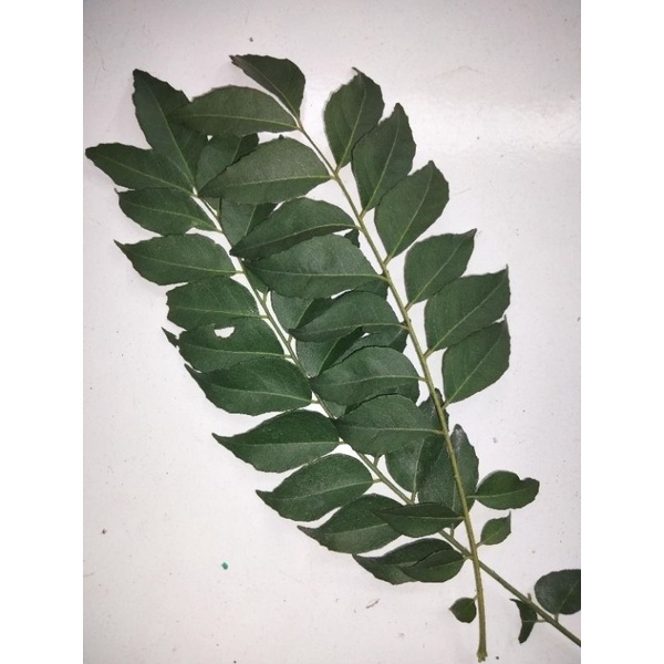 

daun kari/curry leave