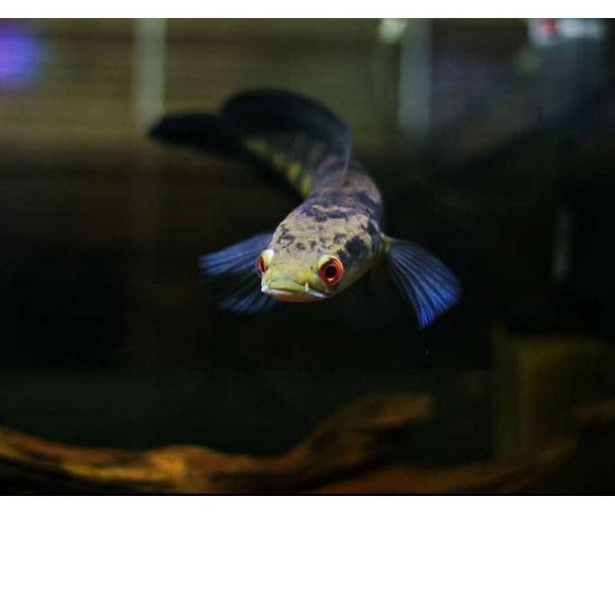 

Depan ikan channa maru yellow sentarum 7_8