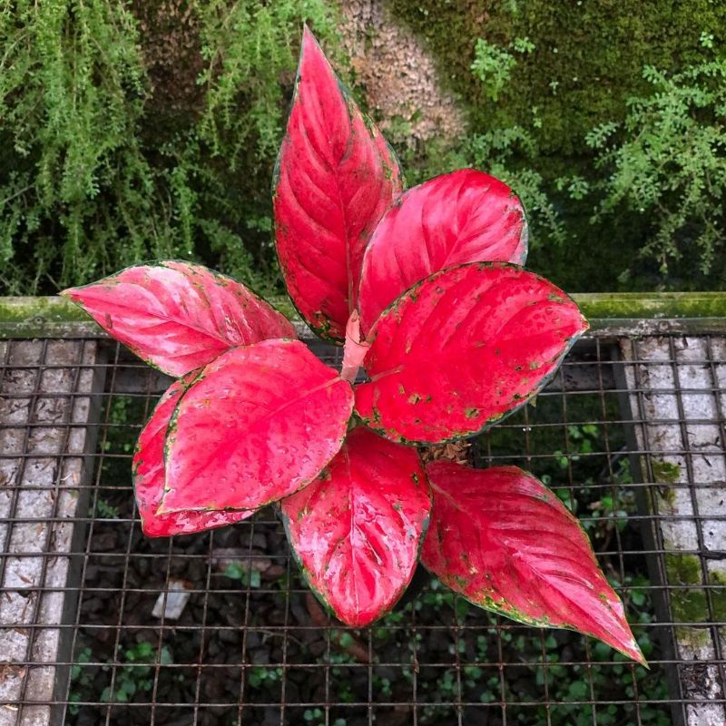 Aglonema Red Venus Tanaman Hias Aglaonema Red Venus Tanaman Aglonema Red Venus Tanaman Aglo red Venu