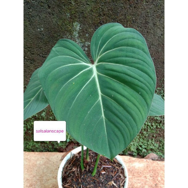 Tanaman Hias Philodendron Glorisium Glorisum