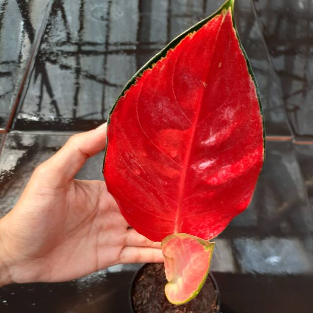 [BISA CO] SUKSOM JAIPONG (Tanaman Hias/Aglaonema/Aglonema/Thailand)