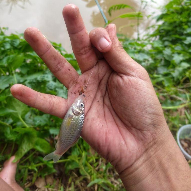 (F2J3) KAIL WADER 1 PACK(10 PCS/BUNGKUS) //Koleksi@terbaru