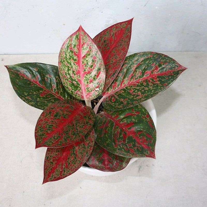 AGLONEMA STARDUST/AGLAONEMA STARDUST IMPORT