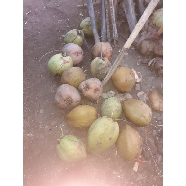 

kelapa pelengkap masak