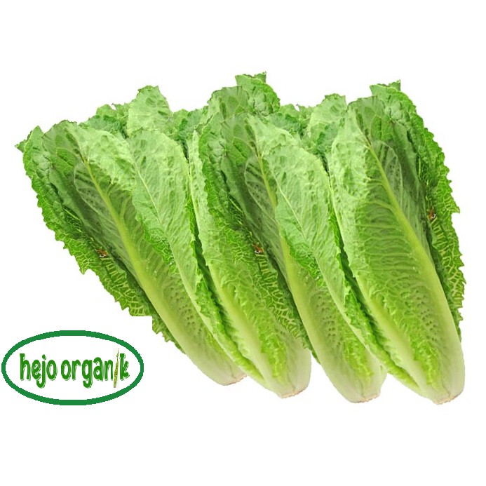 

SELADA COS ROMEN ROMAINE LETTUCE FRESH SALAD SAYUR ORGANIK BANDUNG BEBAS PESTISIDA FREE GMO