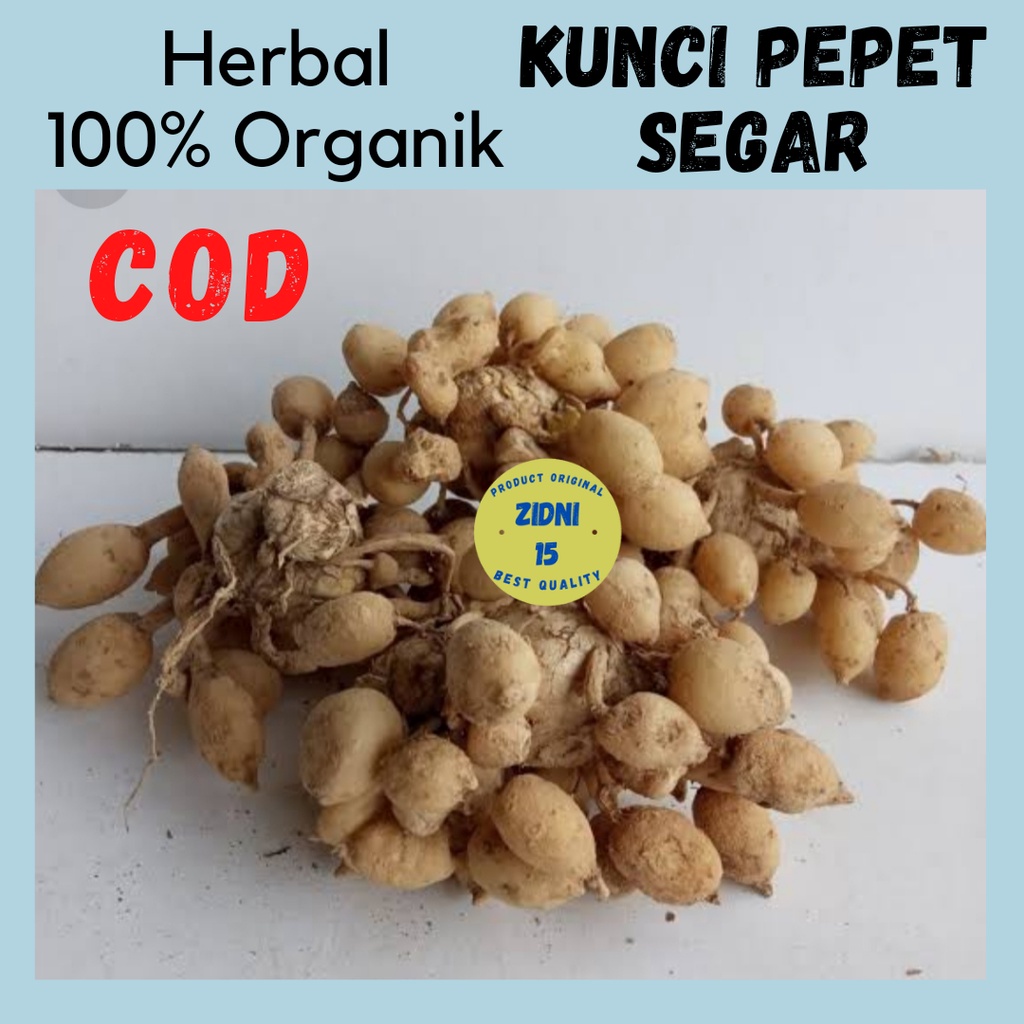 250gram TEMU KUNCI PEPET SEGAR TANAMAN HERBAL JAMU TRADISIONAL