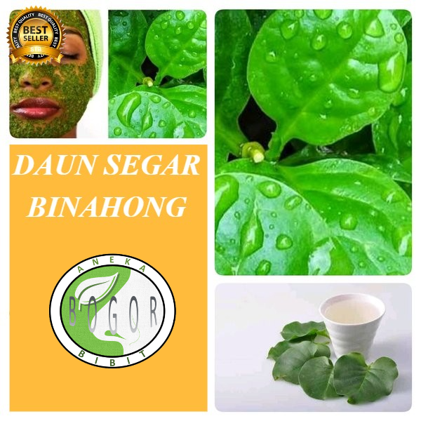 

DAUN BINAHONG HIJAU SEGAR 500 GRAM