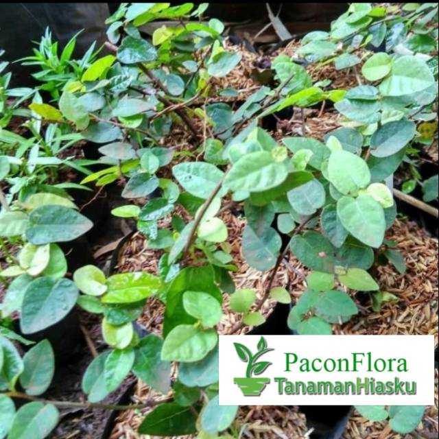 Tanaman dollar kecil - dollar kecil 1 paket 40 pohon