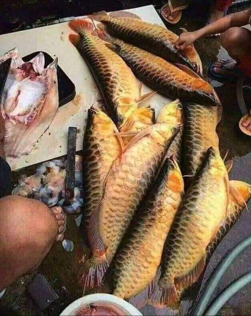 Curacron | Insektisida | Kutu Putih | Obat Hama