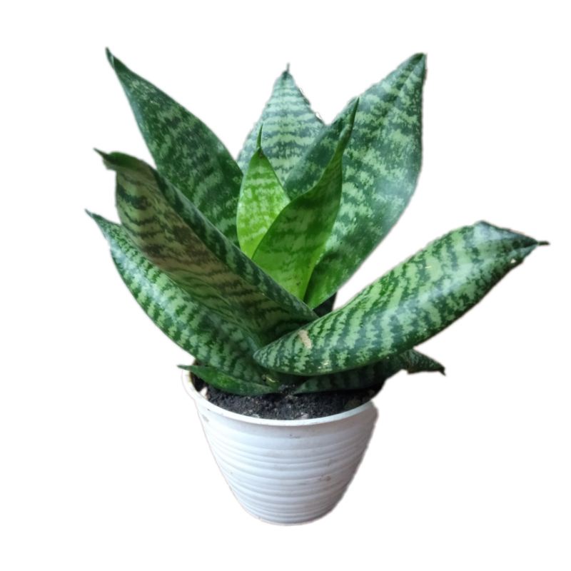 Sansivera Pagoda lidah mertua mini