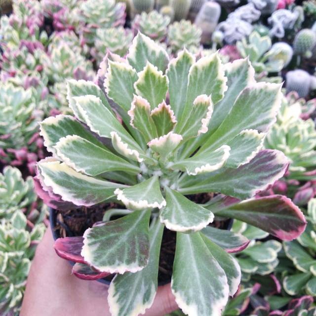 Euphorbia Monadenium stapelioides (varigata merah)