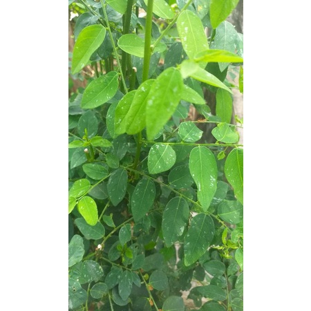 

Daun Katuk Herbal 100 gram Best Seller